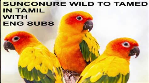 what is a conure|how to tame a conure.